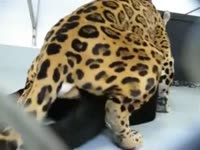Beastiality Porn - Horny cougar pouncing on a helpless slut